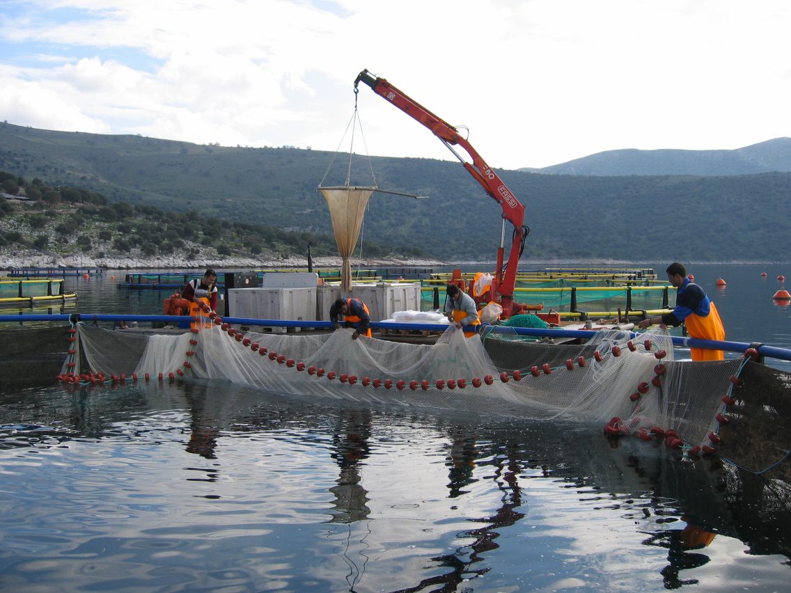 Aquaculture Experience Aquafeed Greece