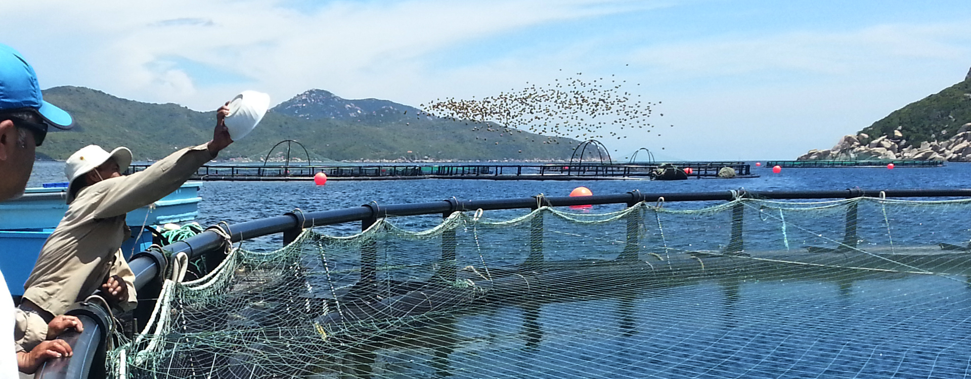 Aquaculture Experience Aquafeed consultancy