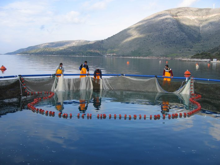 Aquaculture Experience Aquafeed AlgaSpring