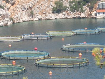 Aquaculture Experience Aquafeed Provimi Greece