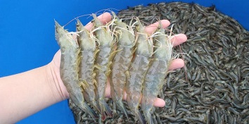 Aquaculture Experience Aquafeed consultancy