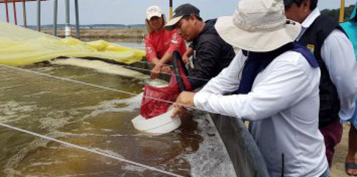 Feed consulting Ecuador