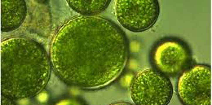 Micro Algae Tour